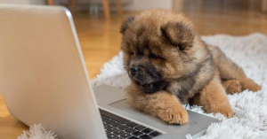 Dia 26/03 é dia dos Animais, então, vamos com dicas de empreendedorismo no Pet Shop