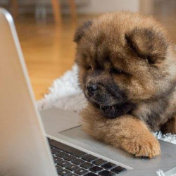 Dia 26/03 é dia dos Animais, então, vamos com dicas de empreendedorismo no Pet Shop